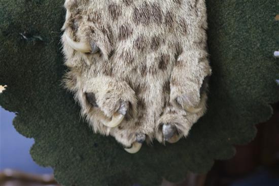 An Indian leopard rug, mounted on a green baize cloth with brass hanging rings